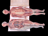 c.1900 Livre d'Or de la Santé [Anatomy/Medicine] 3 Volume Set