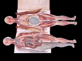 c.1900 Livre d'Or de la Santé [Anatomy/Medicine] 3 Volume Set