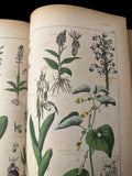 c.1870 Histoire Naturelle Illustrée Végétaux