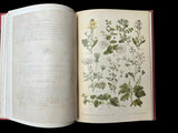 C.1890(?) Nos fleurs, plantes utiles et nuisibles, by Sablon